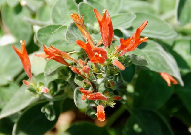 Dicliptera suberecta, Jacobinia : fleurs