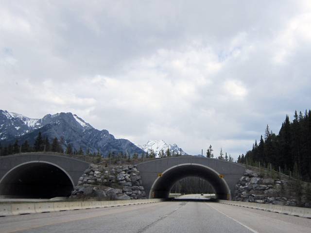 Ecopont pour animaux sauvages sur la route 1 (transcanadienne) dans le parc national Banff - Janusz Sliwinski / flickr.com