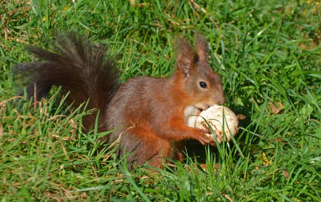 Un écureuil à La Recherche De Nourriture Dans Le Parc