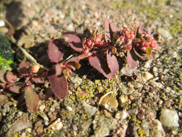 Euphorbia maculata : fleurs
