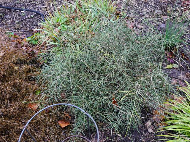 Genista lydia en novembre