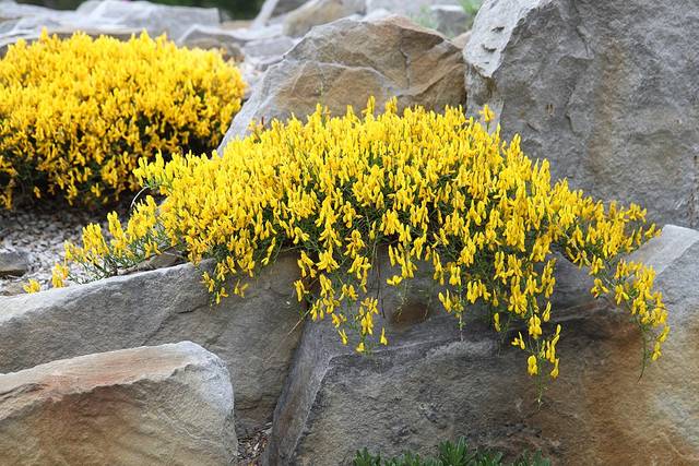 Genêt de Lydie en rocaille (Genista lydia)