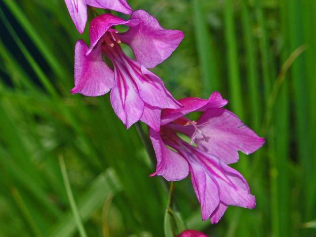 Glaieul des marais