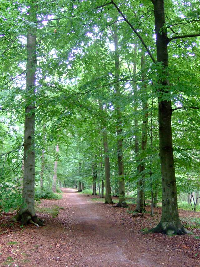 Fagus sylvatica (hêtre)