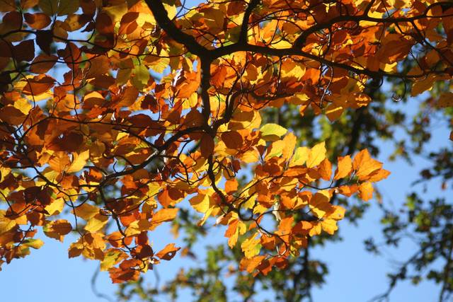 Hêtre - feuillage d'automne