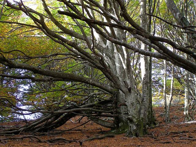 Hêtre (Fagus sylvatica) en forêt