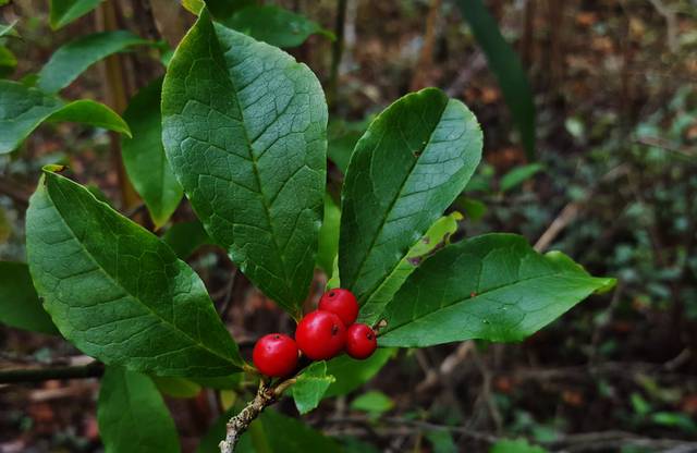 Ilex verticillata : feuilles et fruits