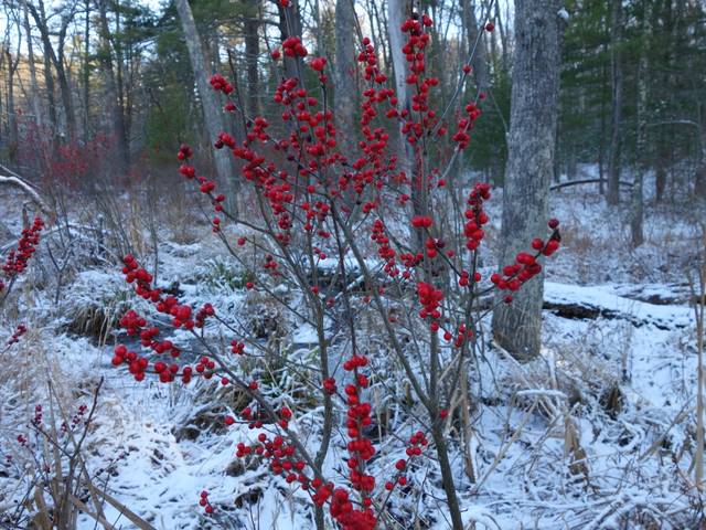 Ilex verticillata : baies en hiver