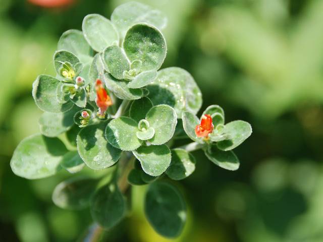 Dicliptera suberecta, Jacobinia : feuillage