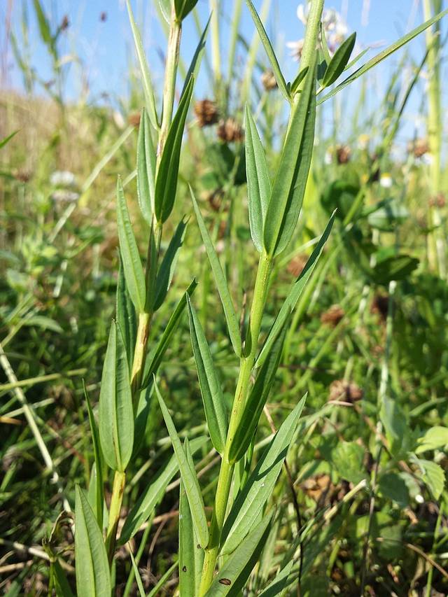 Lythrum virgatum : tiges et feuilles