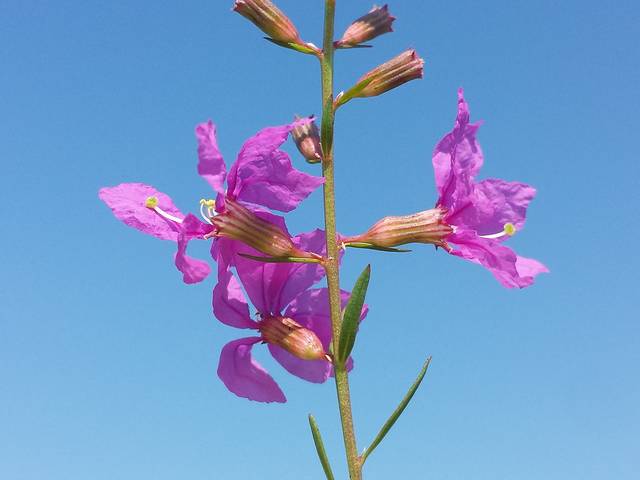 Lythrum virgatum : fleurs