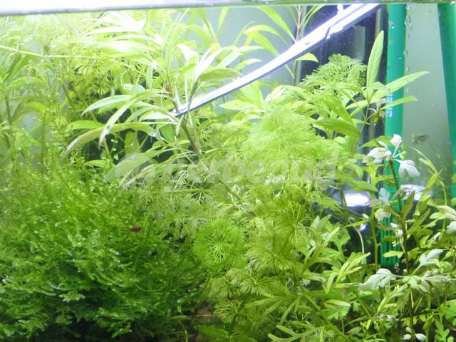 Réduction de la hauteur d'une plante