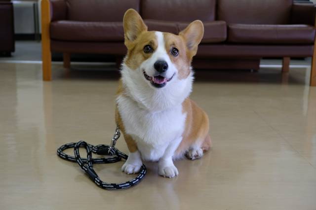 Welsh Corgi Pembrocke