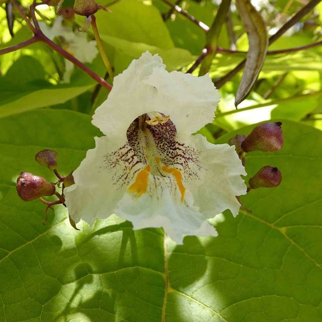 Catalpa doré - Flickr 
