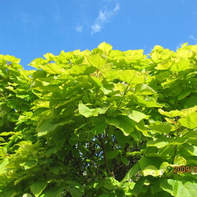 Catalpa bignonioides 'Aurea' (Leonora Enking / flickr.com)