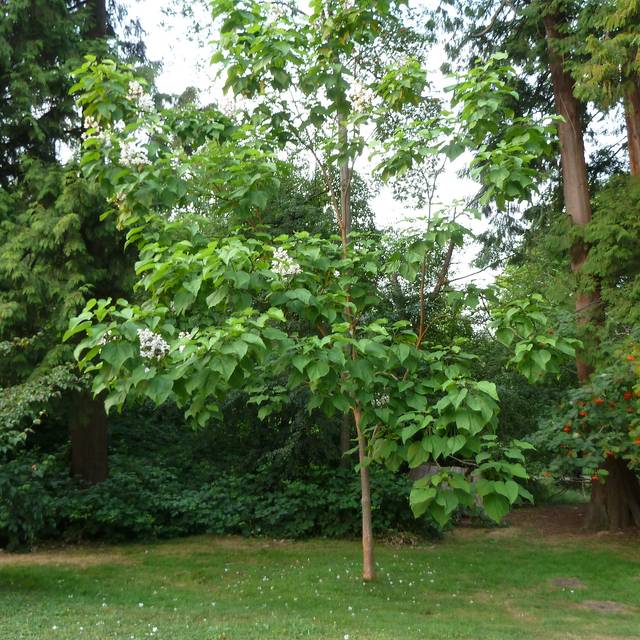 Jeune catalpa - Wendy Cutler / flickr