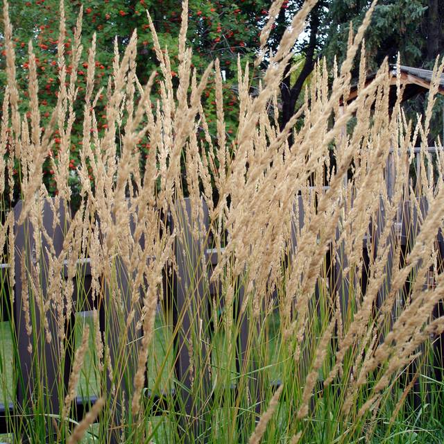 Calamagrostis acutiflora 'Karl Foerster' - Flickr - daryl_mitchell