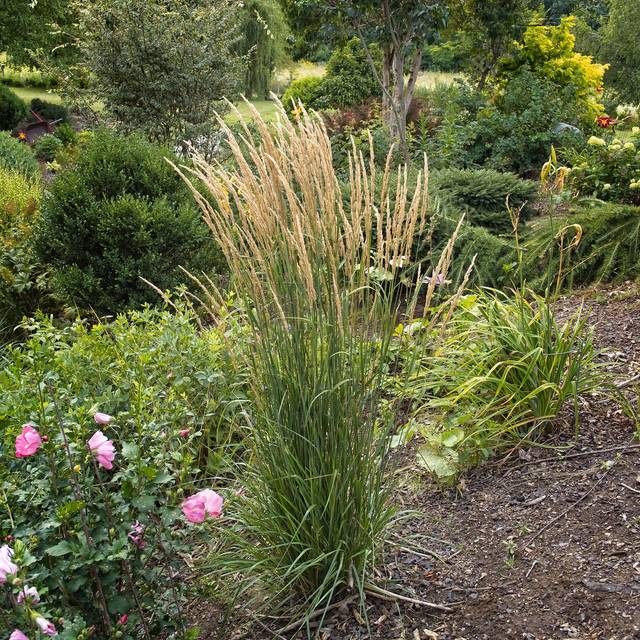 Calamagrostis acutiflora 'Karl Foerster' - Flickr - F. D. Richards