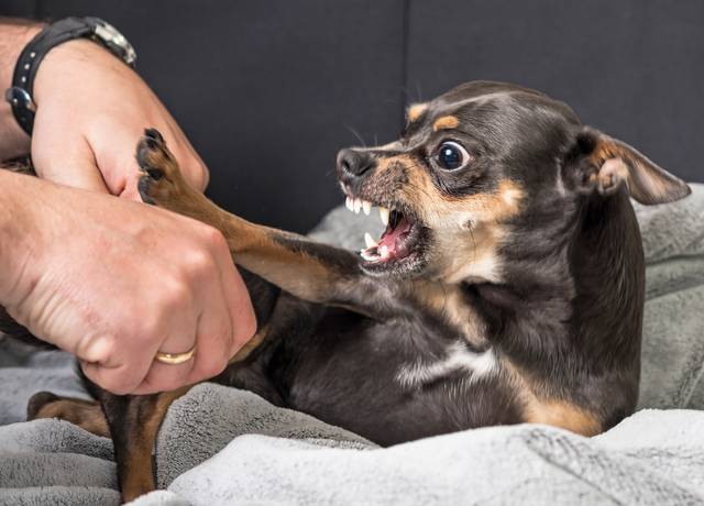 Chien agressif