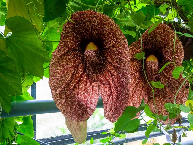 Aristolochia gigantea