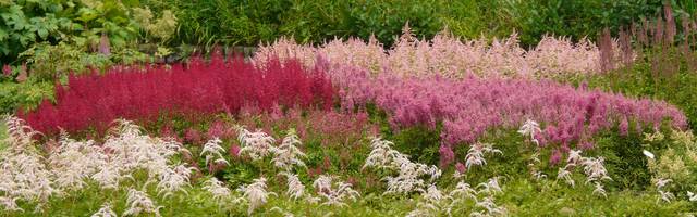 Mélange d'astilbes façon jardin naturaliste