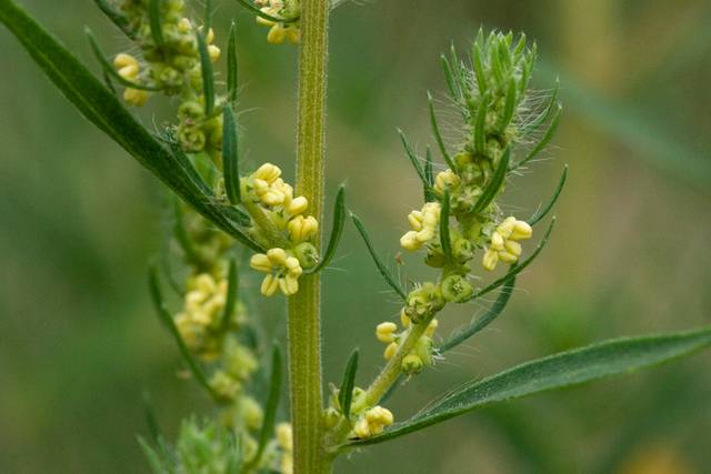 Bassia scoparia : fleurs