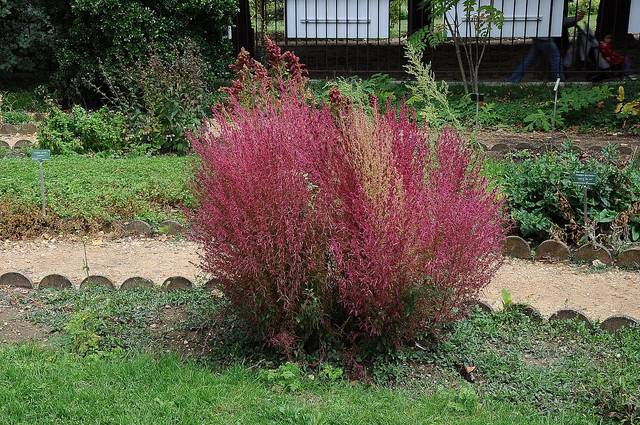 Kochia Bassia Scoparia Semis Planttaion Culture Entretien Kochia Bassia Scoparia Semis Planttaion Culture Entretien