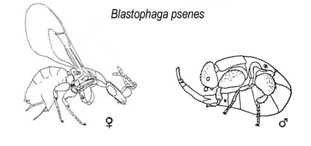 Blastophages femelle et mâle
