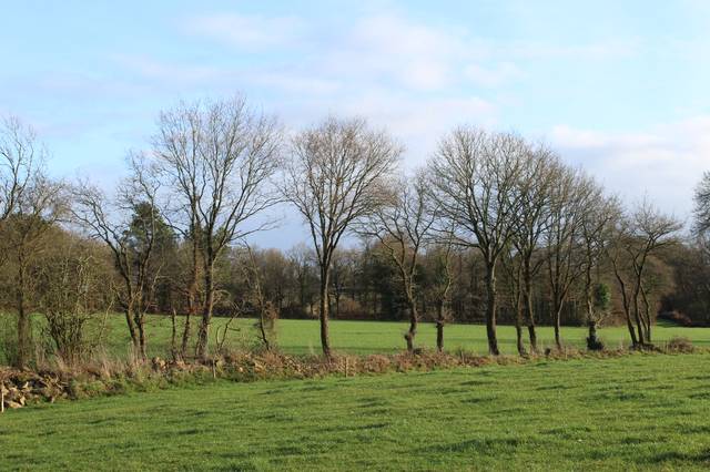 Haie plantée d'arbres produisant du bois