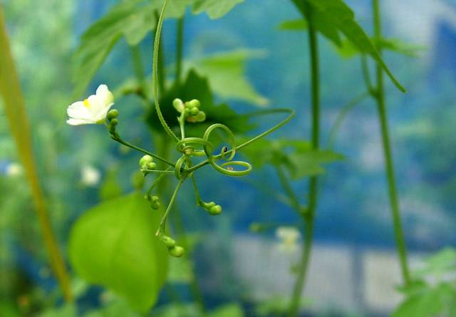 Cardiospermum halicacabum : fleur