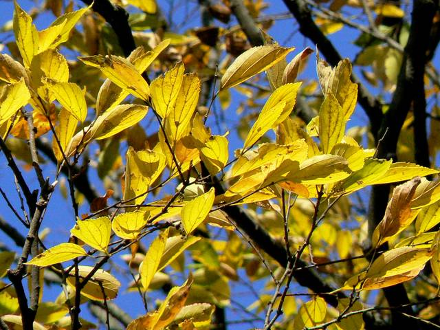 Micocoulier de Chine (Celtis sinensis) : feuillage d'automne