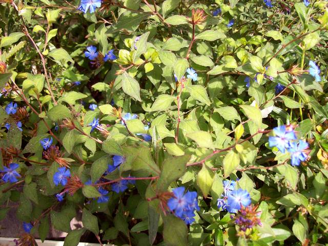 Ceratostigma griffithii