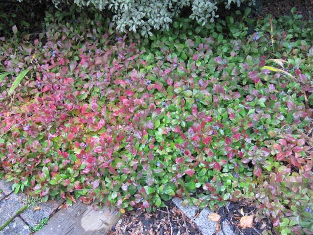 Ceratostigma en couvre sol