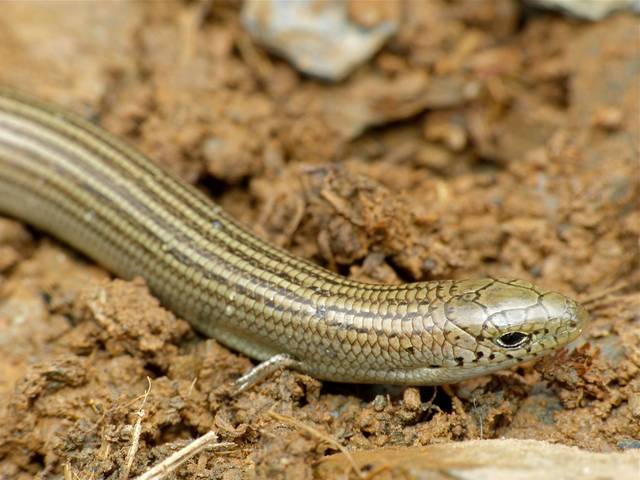 Seps strié, Chalcides striatus