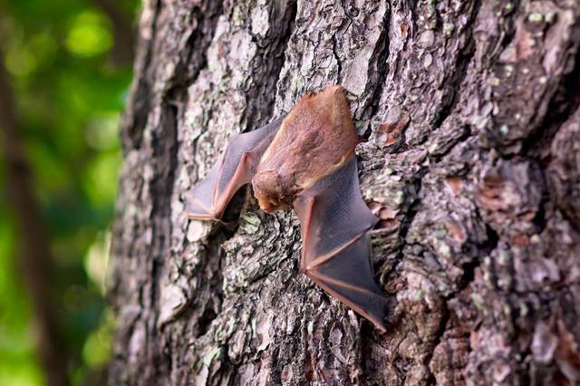 Chauve-souris posée sur un arbre