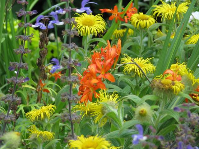 Crocosmia masoniorum dans un massif fleuri