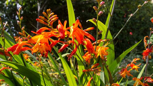 Crocosmias
