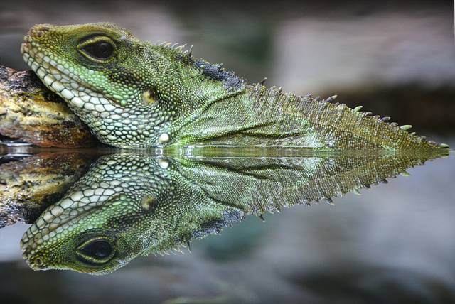 Physignathus cocincinus, dragon d'eau