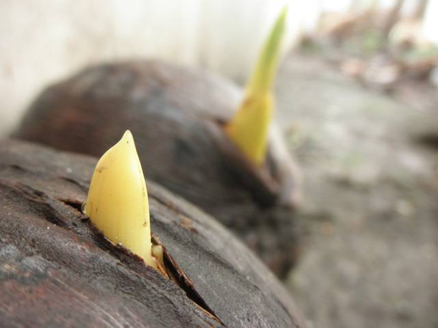 Germe de noix de coco