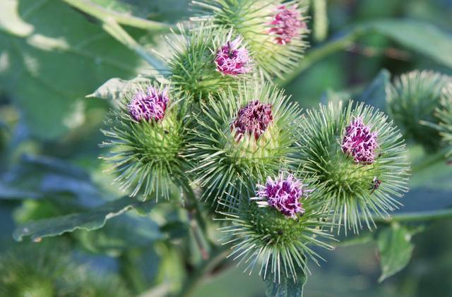 Grande bardane : capitules (Arctium lappa)