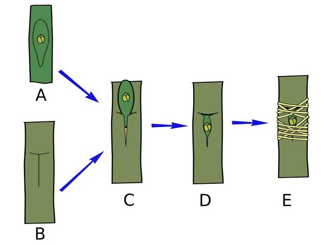 Technique de la greffe en chip-budding