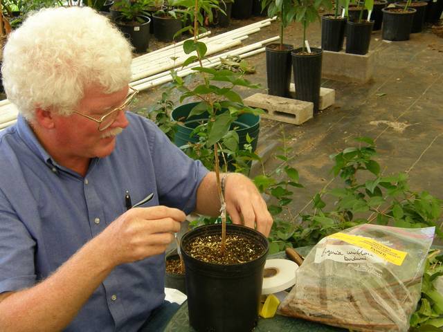 Greffe en chip-budding