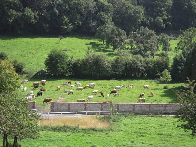 Bocage normand (haies et bovins)