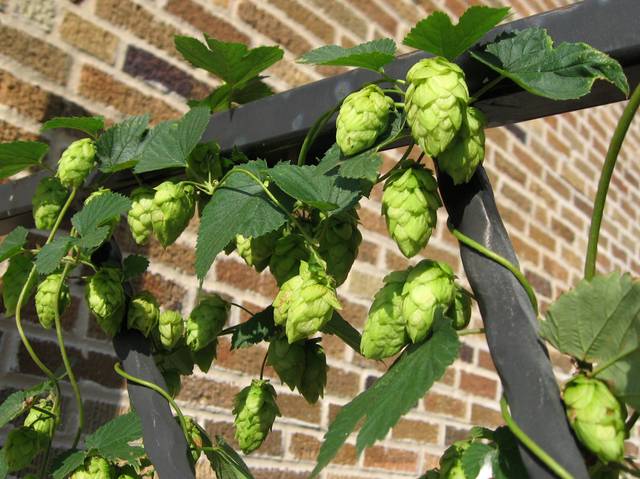 Houblon : cônes femelles