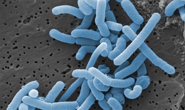 Lactobacillus paracasei (bactérie du microbiote) vues au microscope