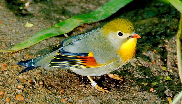 Leiothrix lutea
