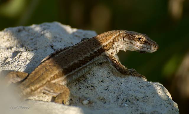 Podarcis muralis, lézard des murailles