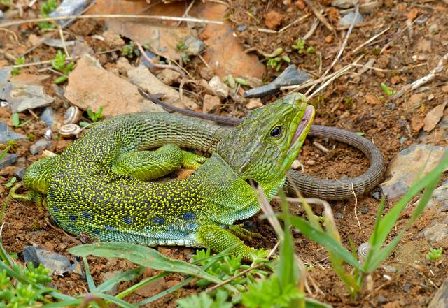 Timon lepidus, lézard ocelé