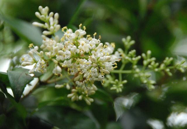 Ligustrum delavayanum, troène du Yunnan : fleurs