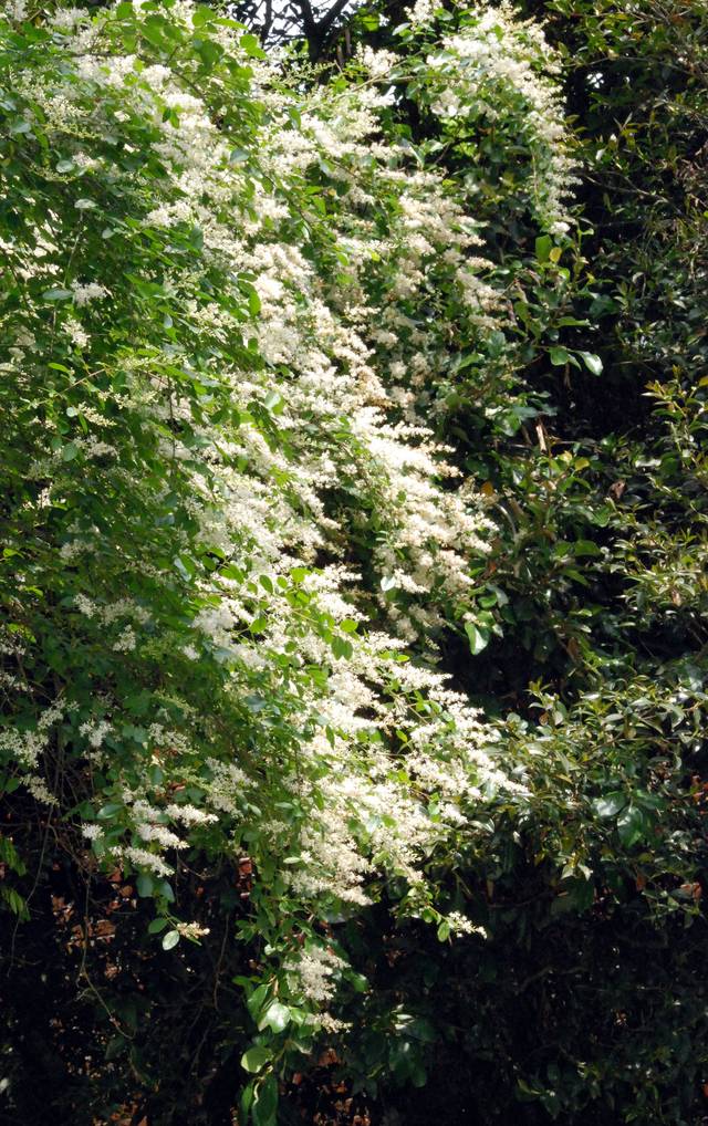 Ligustrum delavayanum, troène du Yunnan